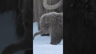 Shes Ready To Face The Elements. Now Streaming