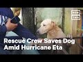 Crew Rescues Dog Stranded By Hurricane Eta Flood Waters | NowThis