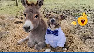  Impossible Not To Laugh  Cutest U0026 Funniest Animals 2026