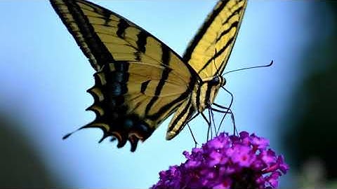 القران الكريم كامل للشيخ عبد العزيز الأحمد  الجزء 2 Holy Quran Full Abdul Aziz Al Ahmad