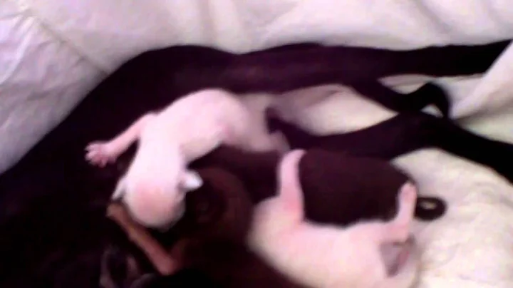 Video 807991: siamese oriental shorthair kittens