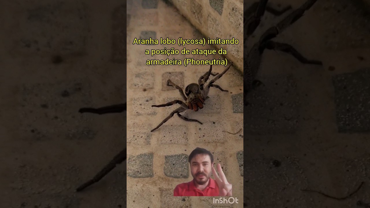 ARANHA LOBO (LYCOSA) IMITANDO ARMADEIR@ (PHONEUTRIA) 