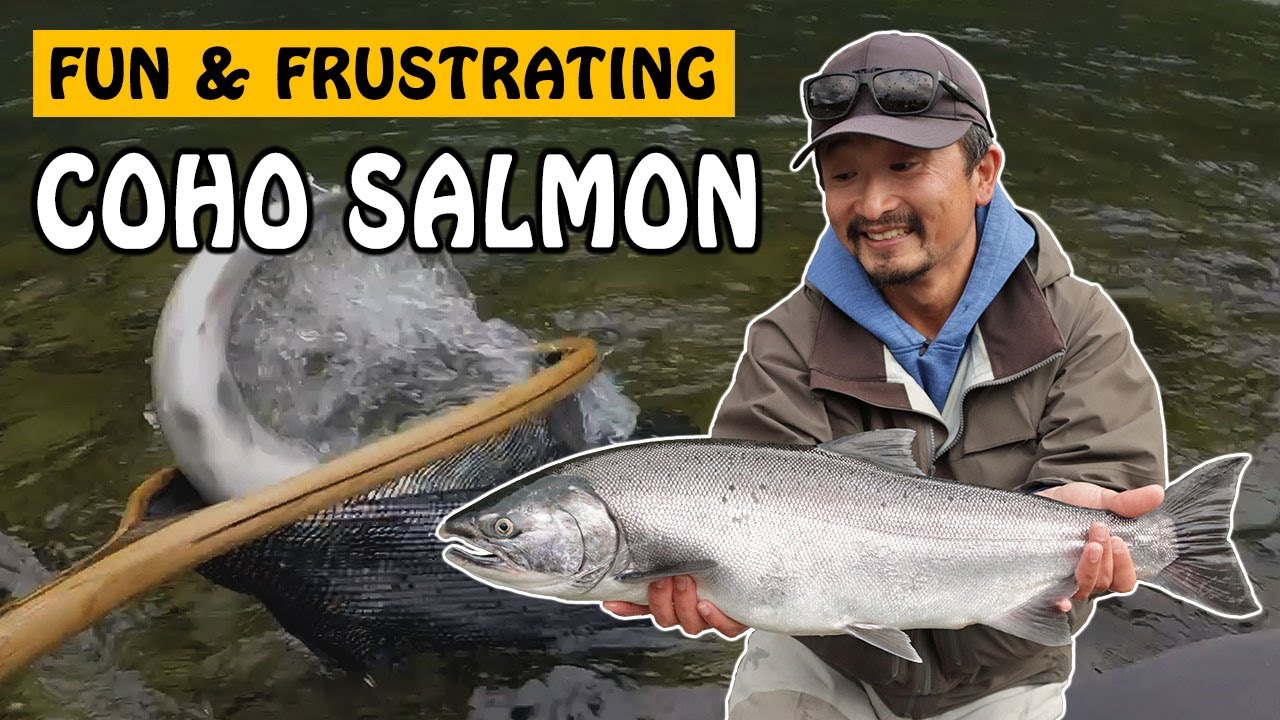 Hooking Coho is Easy, Landing Them is a Different Story