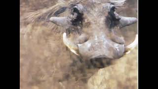 Warthogs - Omnivorous mammals | #animalslife