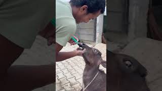 SUMO CALF विशेष रूप से बछड़ों की स्वस्थ वृद्धि और तेज विकास में सहायता करने के लिए तैयार किया गया है