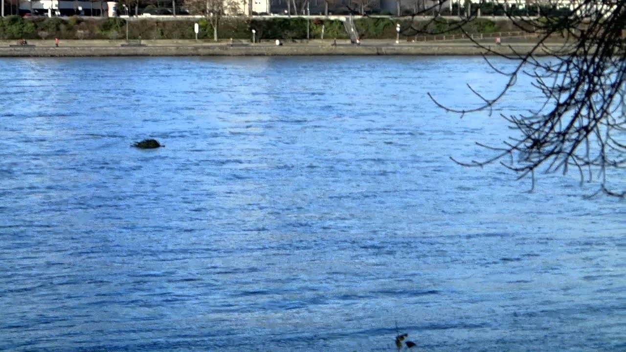 Christmas tree floating down the Rhine River in Cologne YouTube