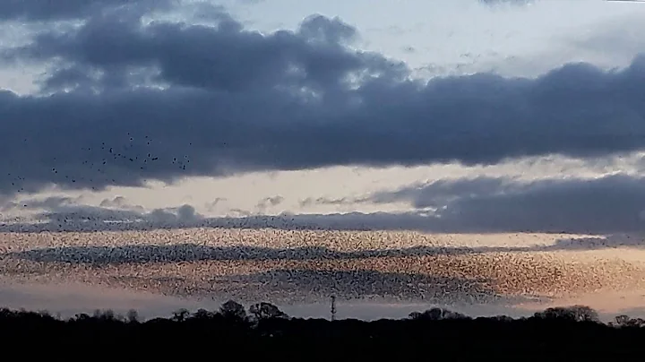 Murmuration @ Bagmere