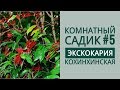 Комнатный садик #5. ЭКСКОКАРИЯ КОХИНХИНСКАЯ. Пересадка из пластикового стаканчика