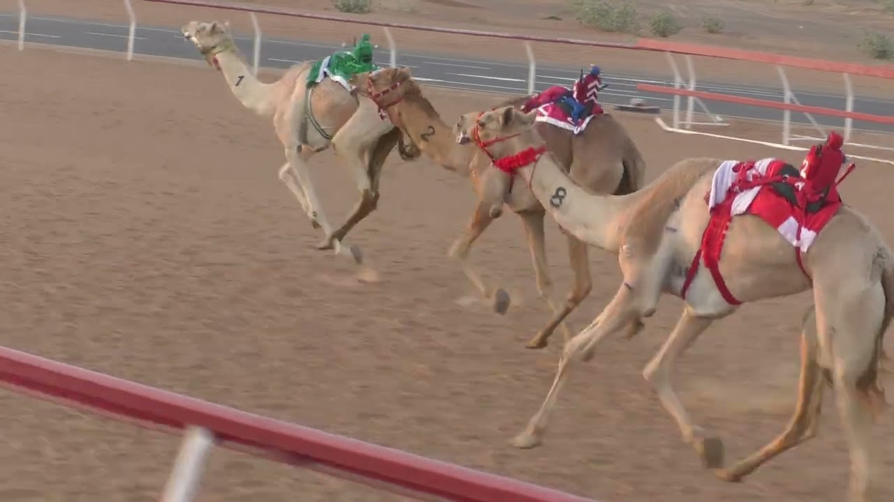 ميــدان الذيد - شـ 2 ثنايا 05-01-2023 نجاح لـ احمد  مطر ماجد طارش الخيلى التوقيت  9:56:43