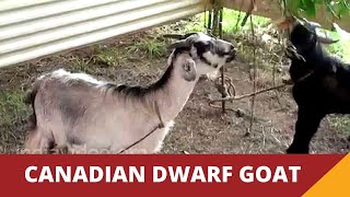 Canadian Dwarf Goat | Best Quality Goat Breeds India | Goat Farming &amp; Rearing