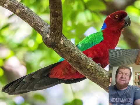 The amazingly smelly Shinning parrots.