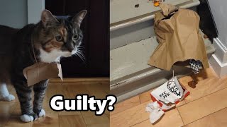 Kitty Cat KFC Caper | Cat gets into compost bin