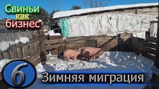 видео: ПОДГОТАВЛИВАЕМ КЛЕТКИ К ОПОРОСУ картинка: ПОДГОТАВЛИВАЕМ КЛЕТКИ К ОПОРОСУ