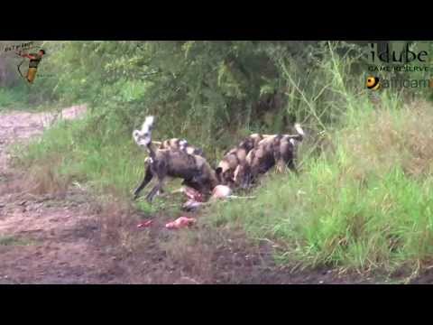 Video Chó hoang dã ăn thịt tàn nhẫn con mồi - youtube