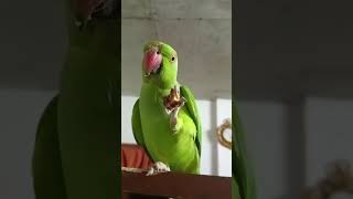 mitthu 🦜 mitthu 98 #parrot #talkingparot #mitthumitthu #greenparrot #mithukibatain #funny #cow #cute