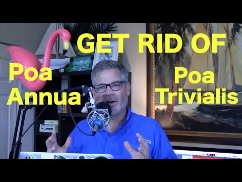 Video: Vilken är den bästa förekomsten för Poa annua?