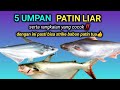 5 UMPAN PATIN LIAR  DAN RANGKAIAN PENDUKUNGNYA