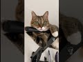 cats training !!!#cat #кошка #shorts #catsoftiktok
