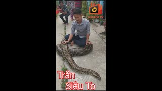 Cận Cảnh Con Trăn Chà Bá Lửa - Sống Chung Với Người Dân L Chuyện Lạ L Lộn Xộn Tv