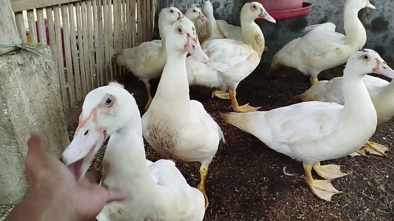 COCOK BUAT PEDAGING#ENTOKJUMBO#JUMBOTRONTON #ENTOKJUMBOBESAR