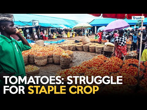 DOCUMENTARY: Tomatoes; The Seasonal Struggle For Nigeria's Staple Crop