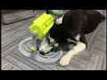 Dog Treat Seeking Toy Feeding & Fun #1 - PAWZ Road Dog Treat Seeking Toy Feeding & Fun #1 - PAWZ Road