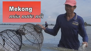 Săn cá mùa nước nổi