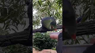 Hand Feeding Birds In The Aviary at Discovery Cove | Orlando | Florida