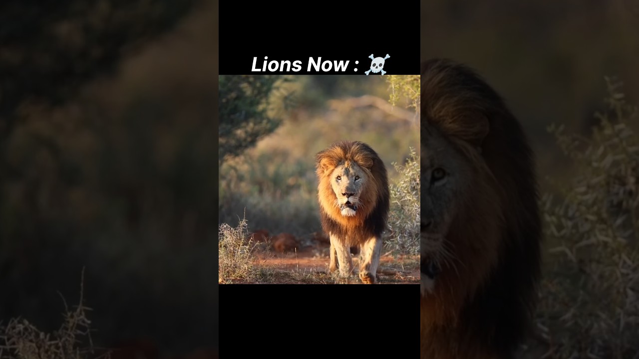 lions now vs lion then 