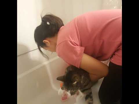 Cat (Nido) Bath Freak out - YouTube