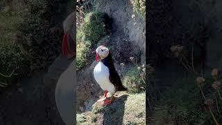 Puffin by the Sea