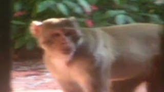 Mystery Monkey of Tampa Bay Captured
