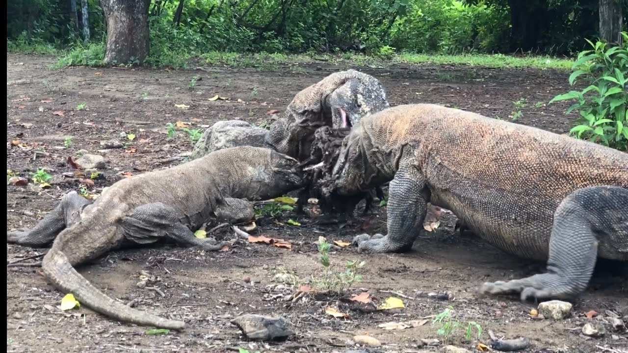 Komodo dragons run to grab their lunch rations