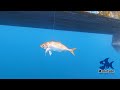 怪物級の魚が潜む沖の岩場でアジを泳がせてみると・・・