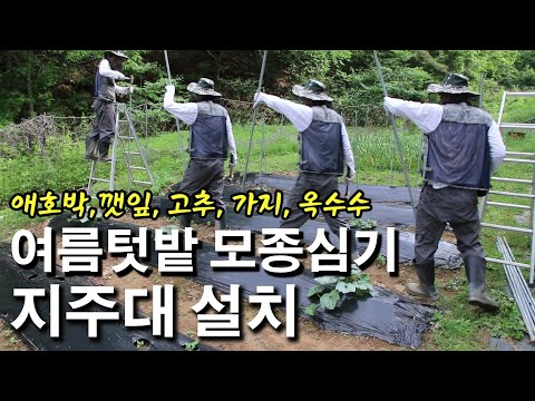 모종사서 여름작물 심기 + 지주대와 망설치 작업 (애호박, 깻잎, 고추, 가지, 옥수수)