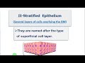 النسيج الطلائي عديد الطبقات Stratified epithelium