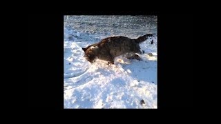 В Казахстане минус 50 замёрзли животные на ходу! Не для слабонерных!