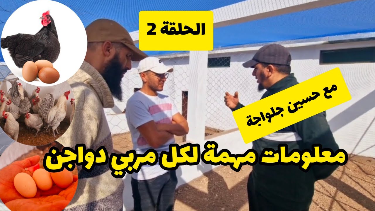 مشروع تربية الدجاج  ومعلومات مهمة في لقاء رائع  مع حسين جلواجة (الحلقة2)