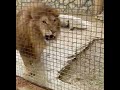 ❤️Лев ВИТЯ и директор - большой привет для ВСЕХ! Life of #lions​​ #animals