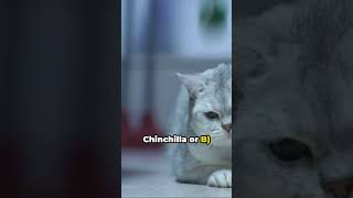 Chinchillin' with Facts: A Cute Chinchilla Journey