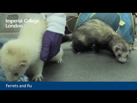 Video: Human Influenza Virus Sa Ferrets