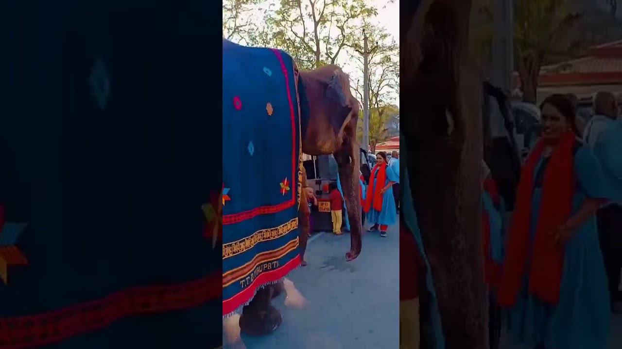Elephant in Tirumala blessing devotees | TTD