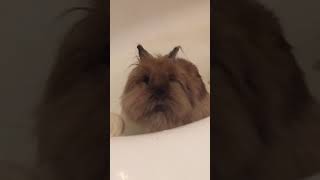 Lion Head Rabbit Taking a Bath
