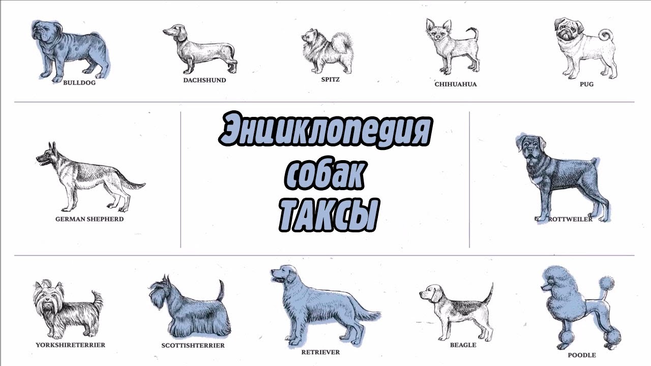 Энциклопедия собак | ТАКСЫ