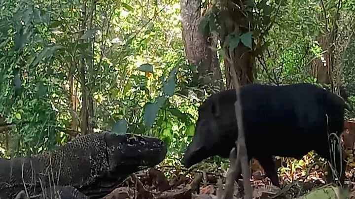 Wild Boars unite to destroy Komodo dragon - wild boar fights in komodo island