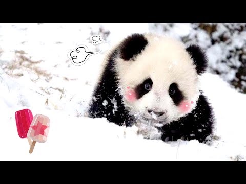 《熊貓早晚安》好像第一次看到雪的我，玩的好開心 | iPanda