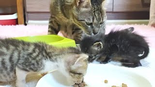 Great love of older cat who ate food while taking care of baby kittens.