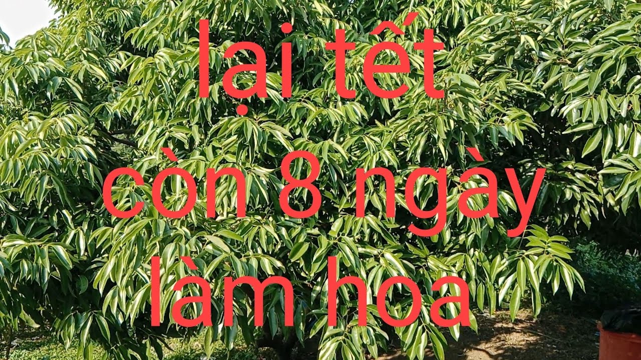 Đợt ấm cuối năm cũng như kết thúc vụ làm hoa nhiều anh em sẽ bỏ lỡ 