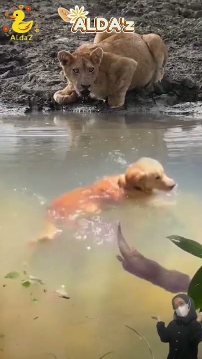 'Detik-Detik Menegangkan! Singa Mengintai Anjing yang Sedang Berenang