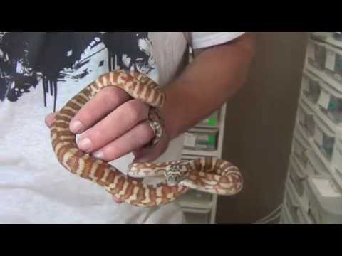Working the Jaguar Carpet Python mutation: K Brothers Pythons ep. 22